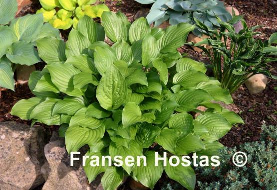 Hosta Royal Standard